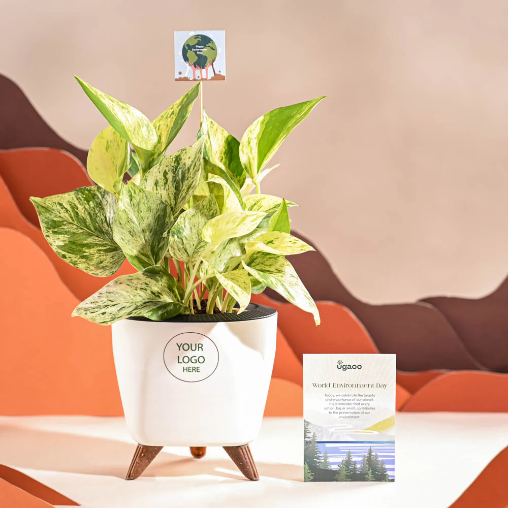 Money Plant Marble For Environment Day Gifting - Image 37