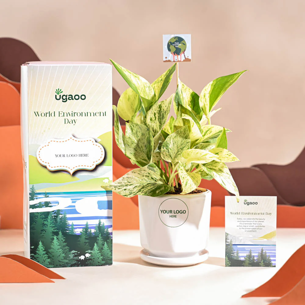 Money Plant Marble For Environment Day Gifting - Image 49