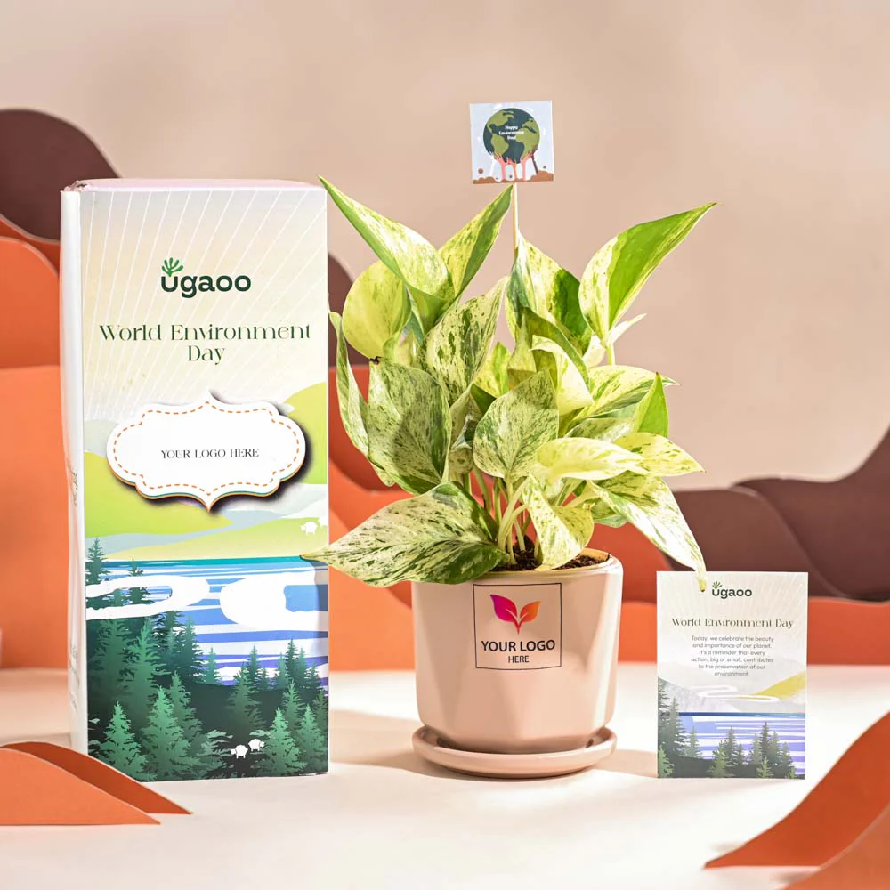 Money Plant Marble For Environment Day Gifting - Image 55