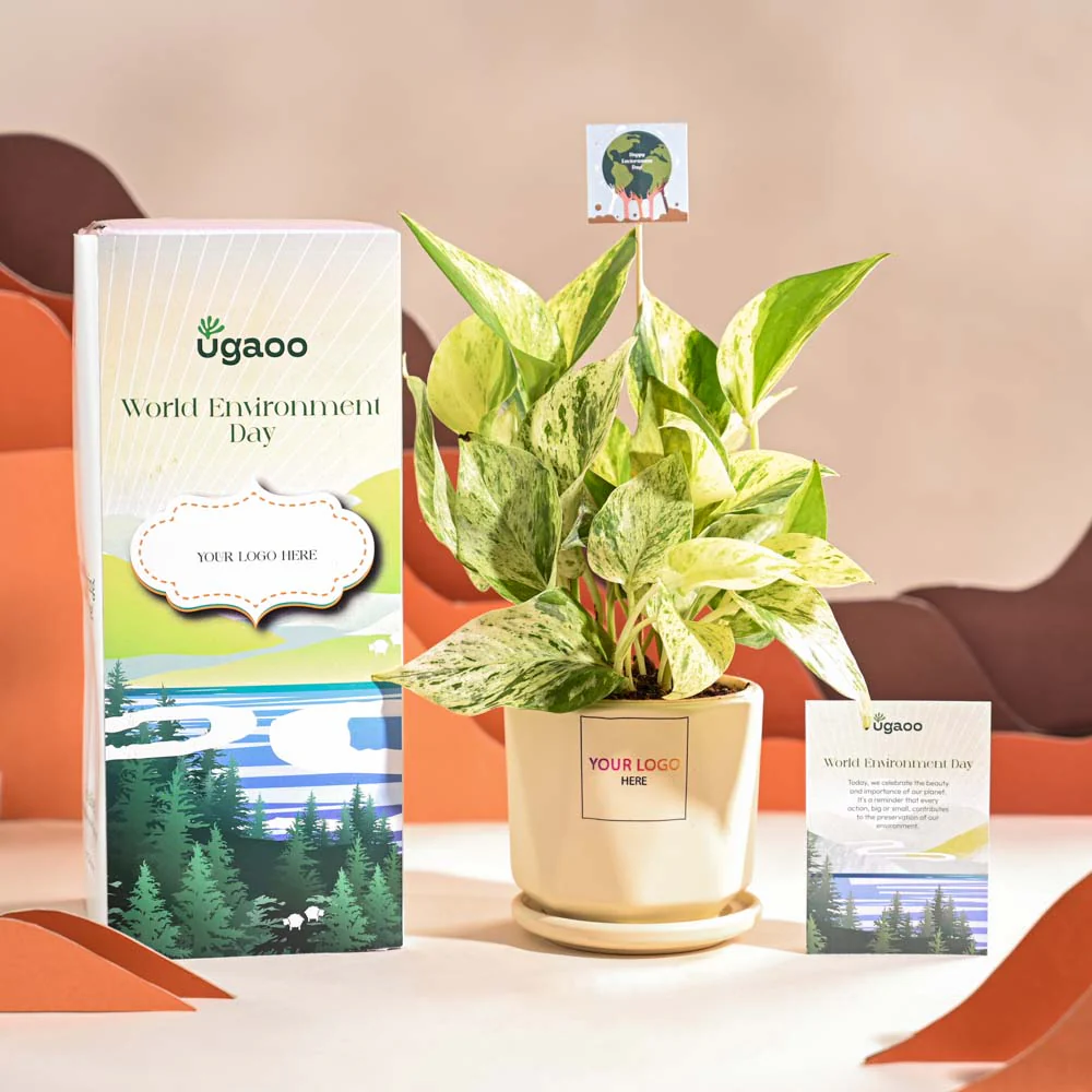 Money Plant Marble For Environment Day Gifting - Image 61