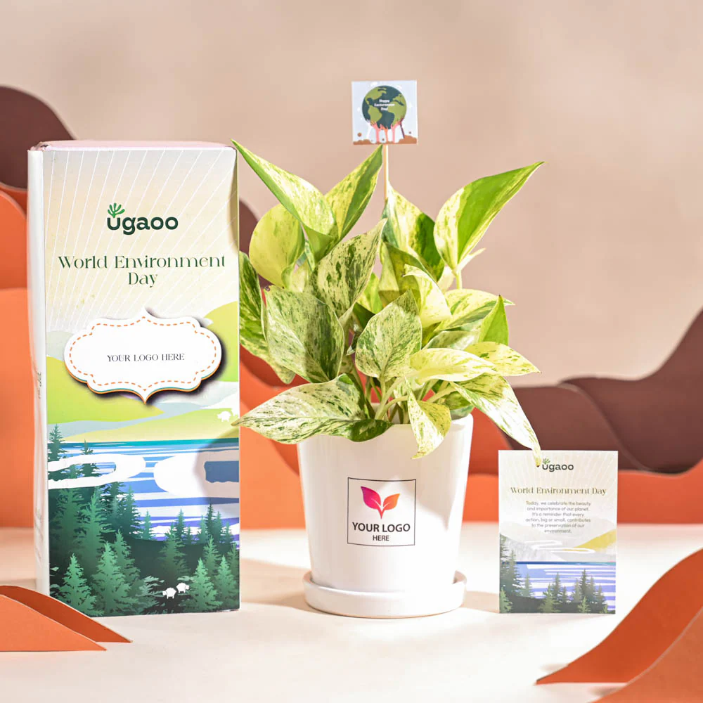 Money Plant Marble For Environment Day Gifting - Image 67