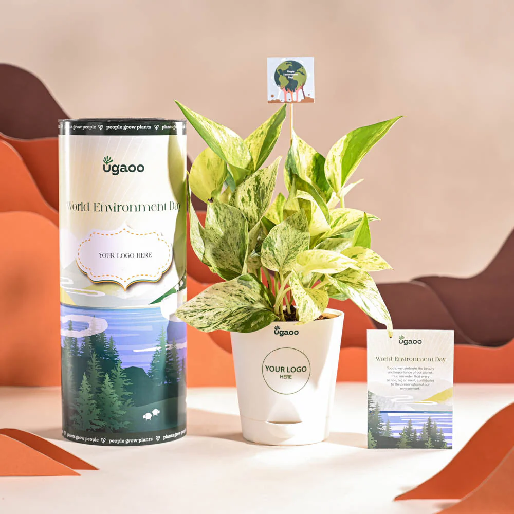 Money Plant Marble For Environment Day Gifting - Image 7