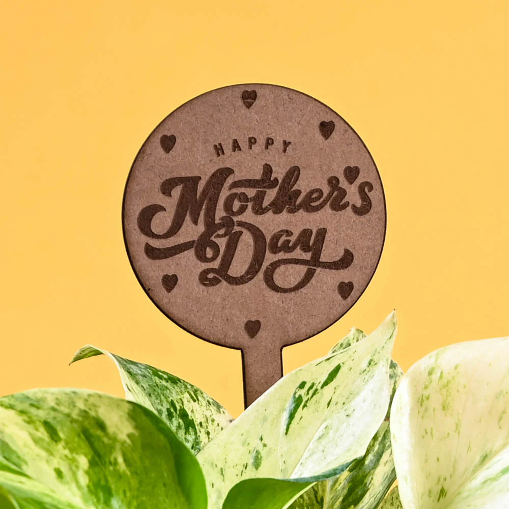 Money Plant Marble For Mother's Day Gifting - Image 3