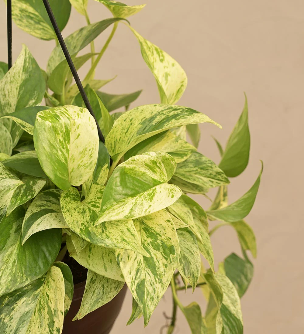 Money Plant Marble With Hanging Pot - Image 2
