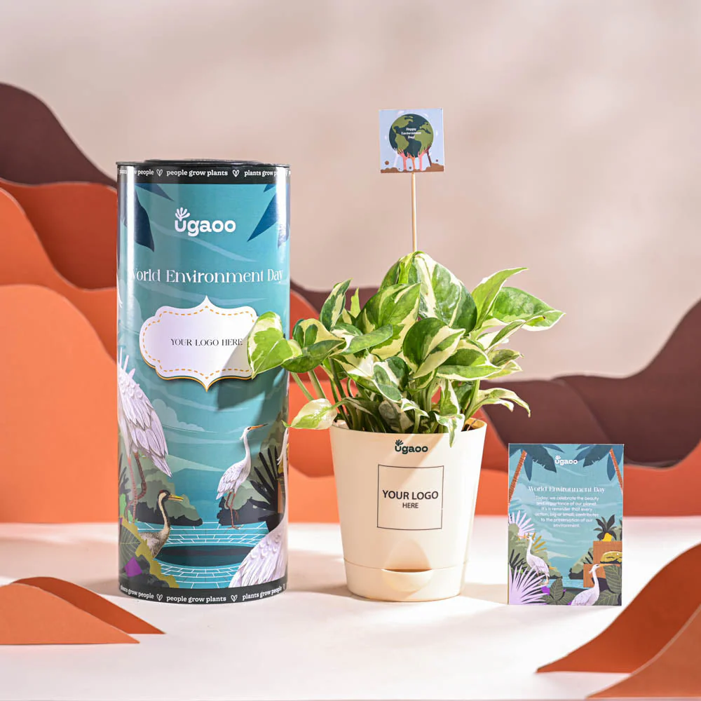 Money Plant N Joy For Environment Day Gifting - Image 2