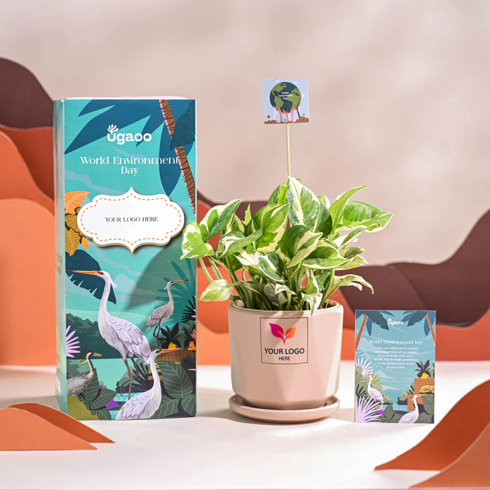 Money Plant N Joy For Environment Day Gifting - Image 55