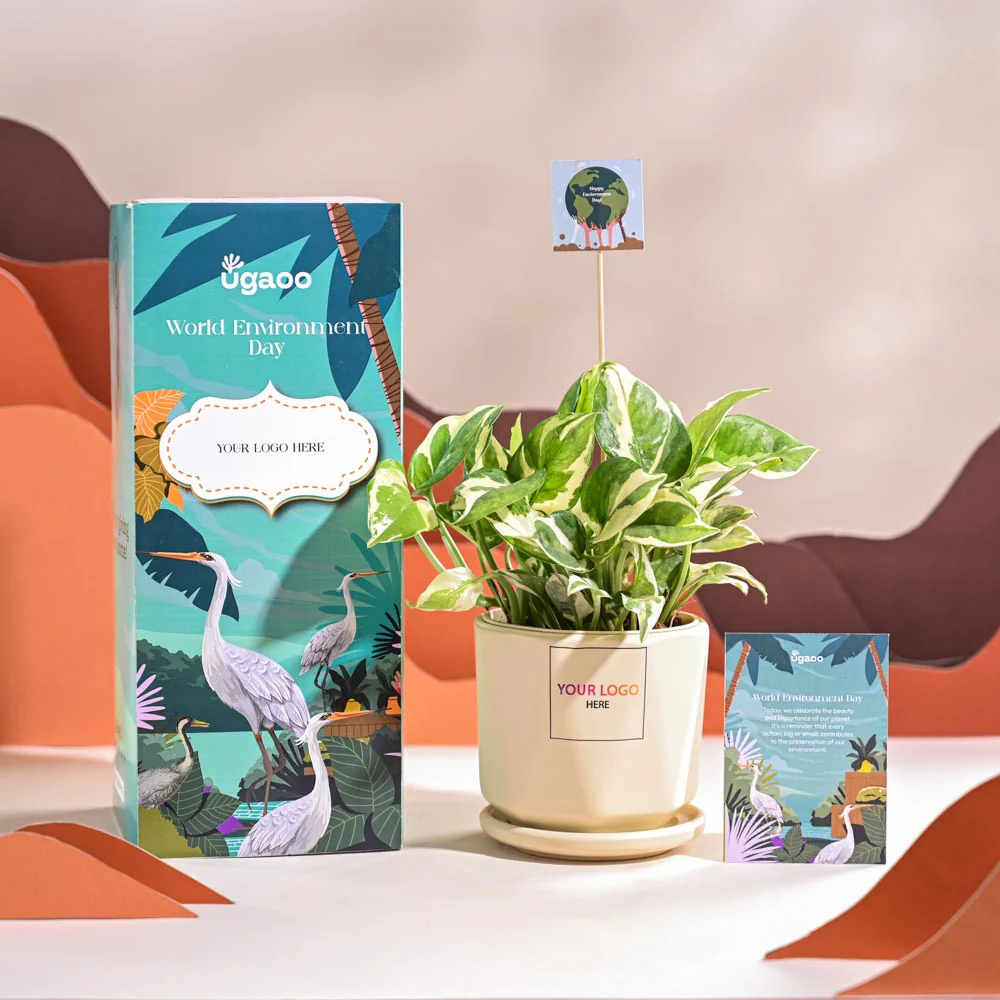 Money Plant N Joy For Environment Day Gifting - Image 61