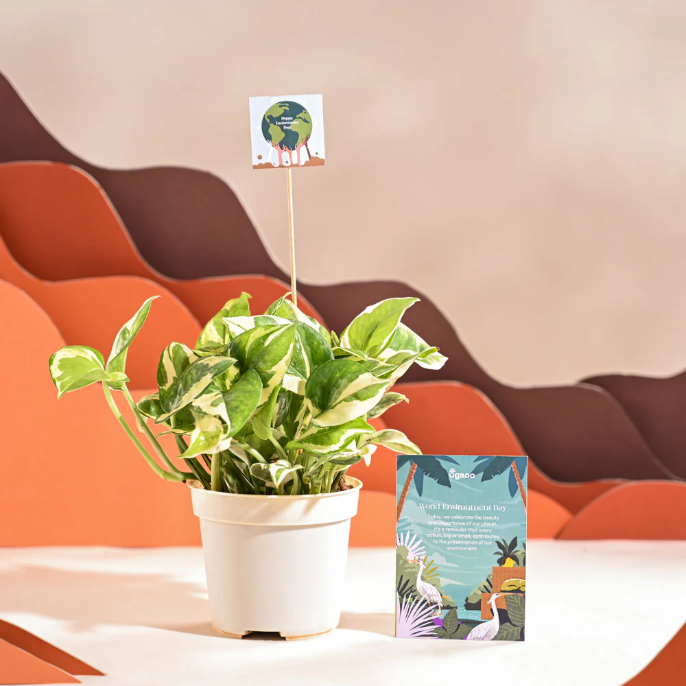 Money Plant N Joy For Environment Day Gifting - Image 68