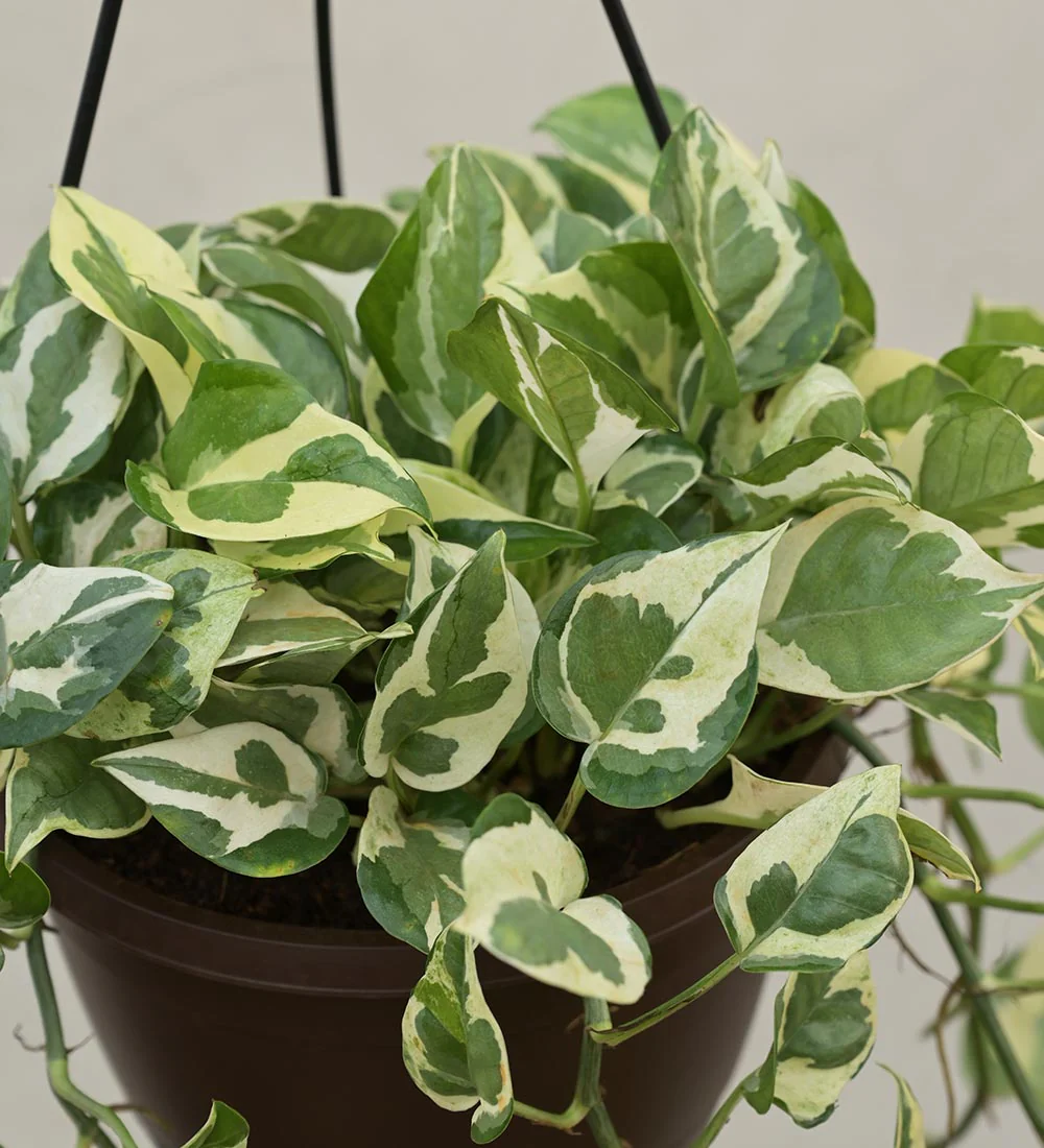 Money Plant N Joy With Hanging Pot - Image 2