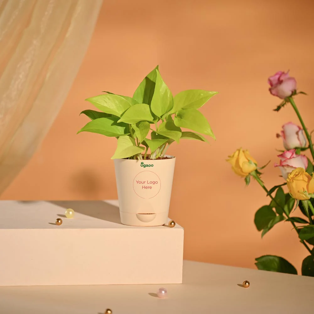 Money Plant New Year Corporate Desk Hamper - Image 3