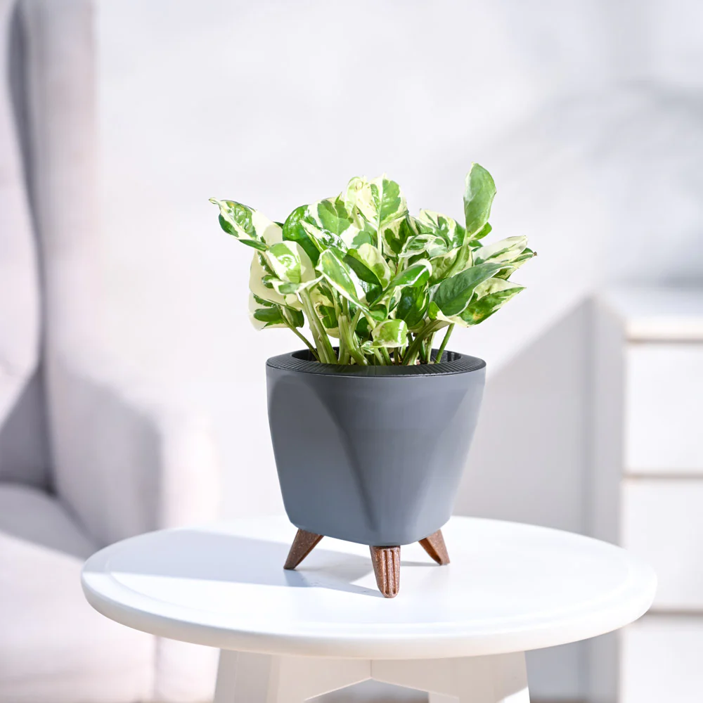 Money Plant N'Joy - Image 10