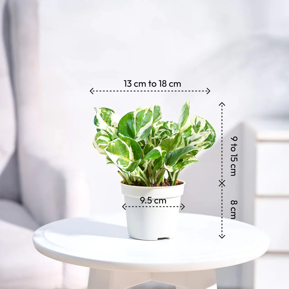 Money Plant N'Joy - Image 102
