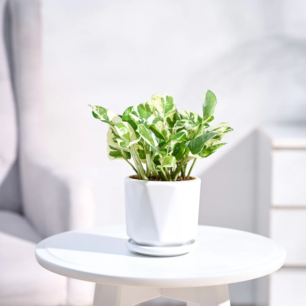 Money Plant N'Joy - Image 103