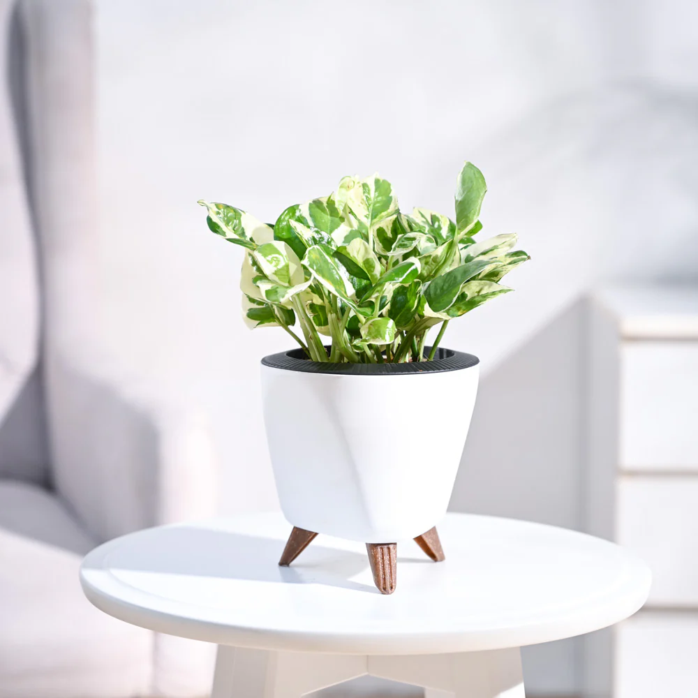 Money Plant N'Joy - Image 11