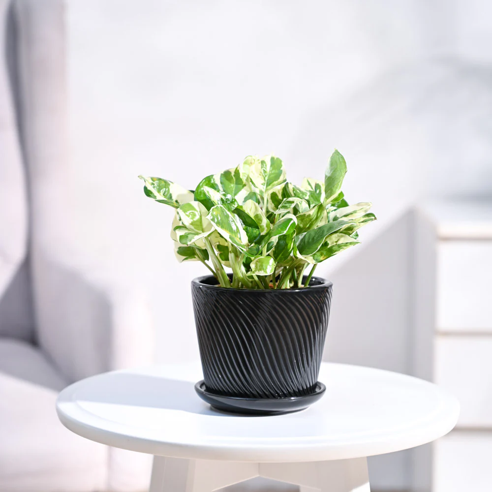 Money Plant N'Joy - Image 12