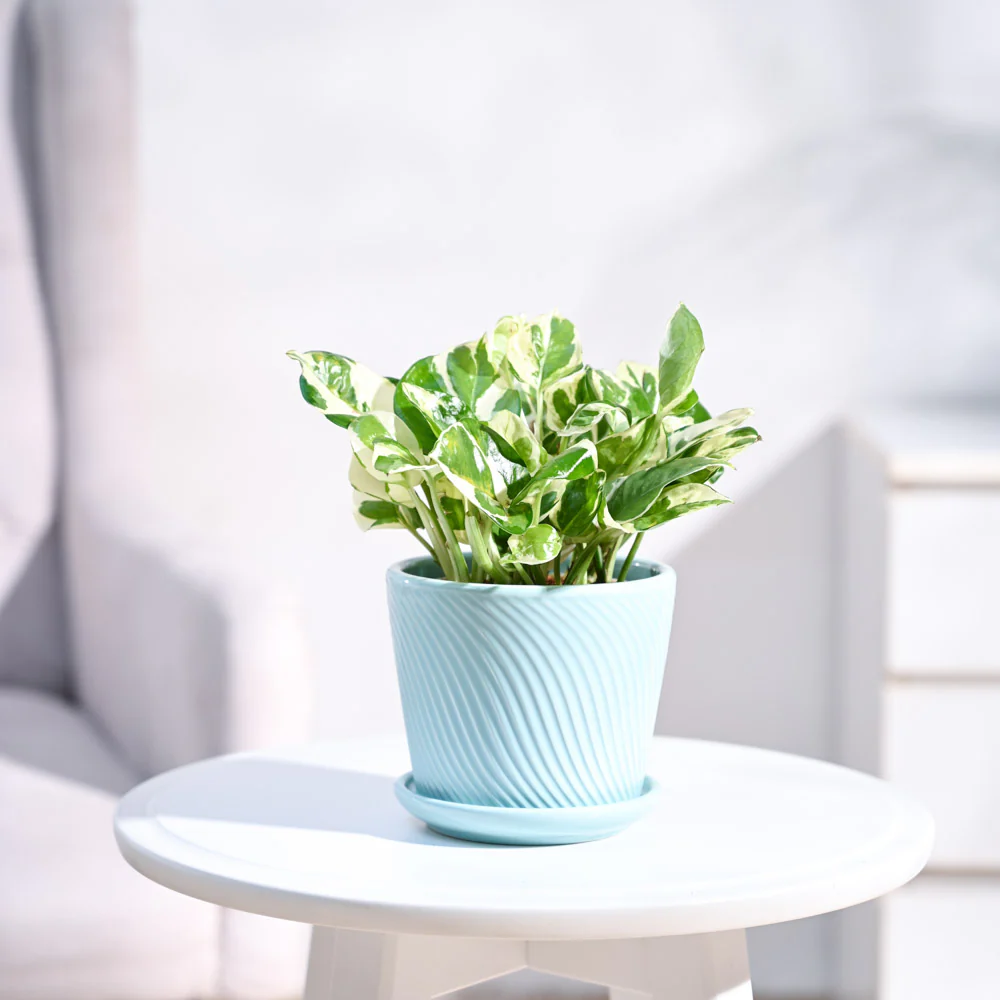 Money Plant N'Joy - Image 13