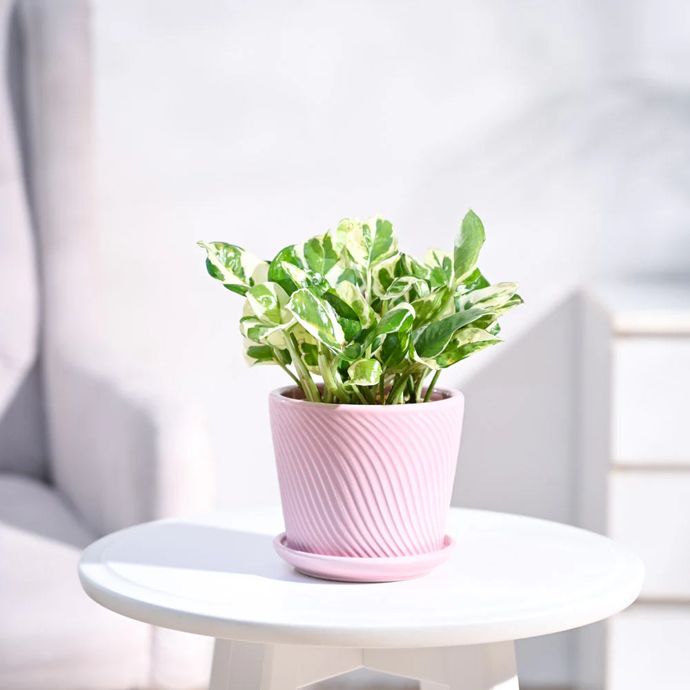 Money Plant N'Joy - Image 14