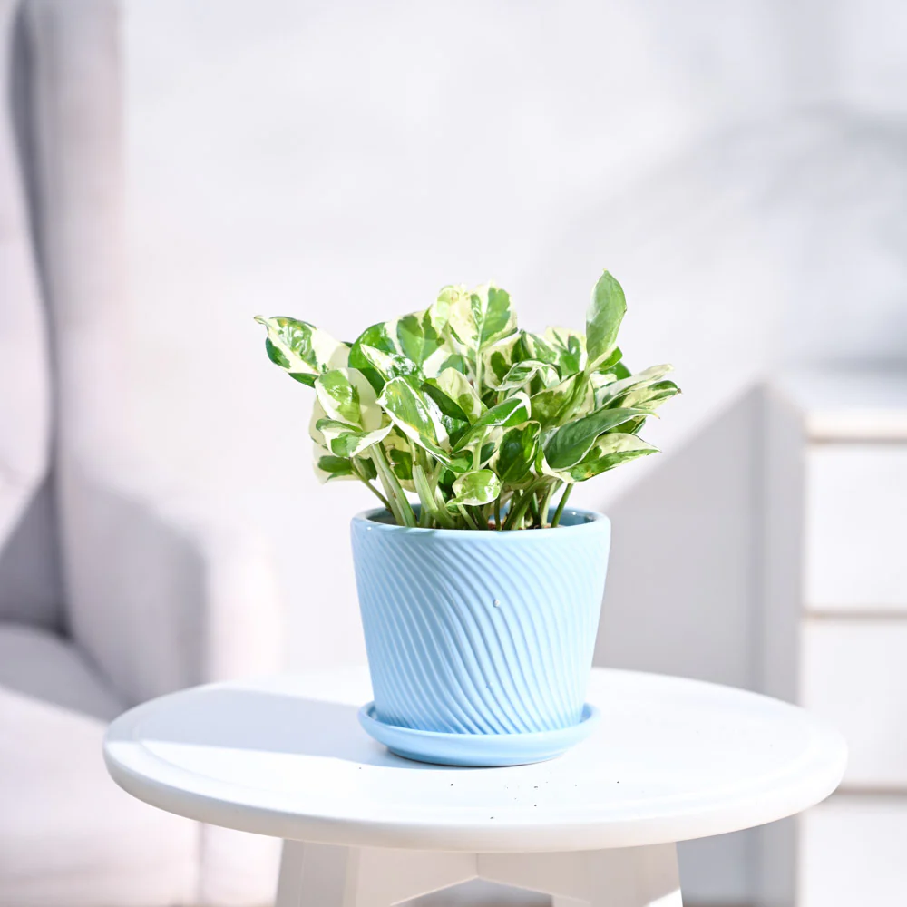 Money Plant N'Joy - Image 15