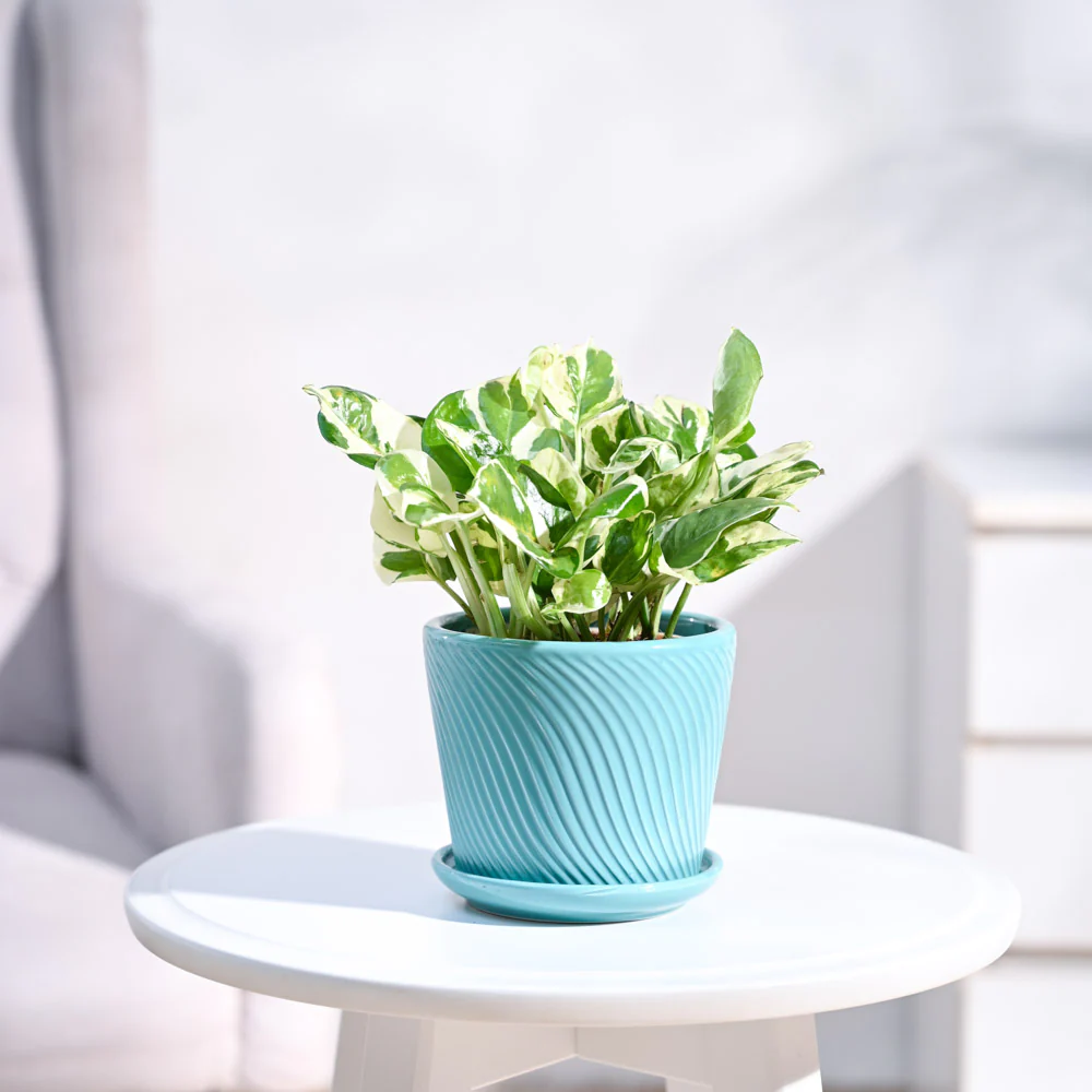 Money Plant N'Joy - Image 16