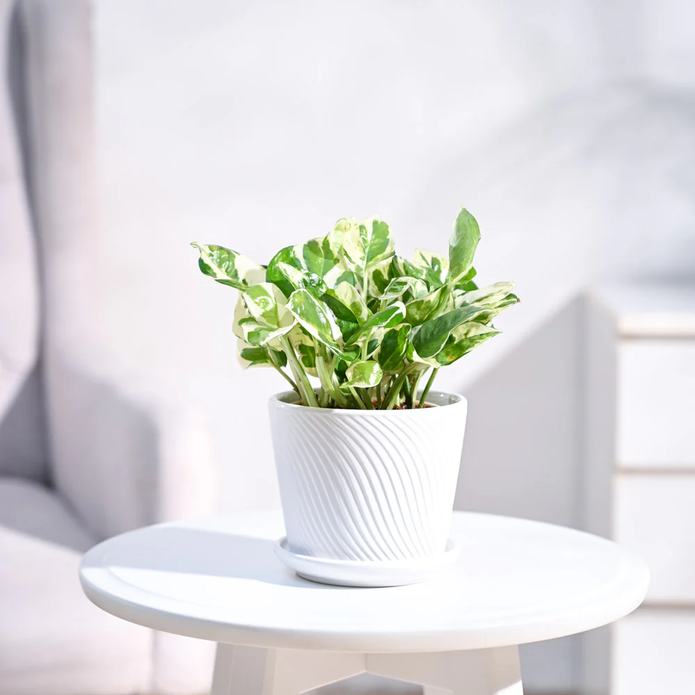 Money Plant N'Joy - Image 17