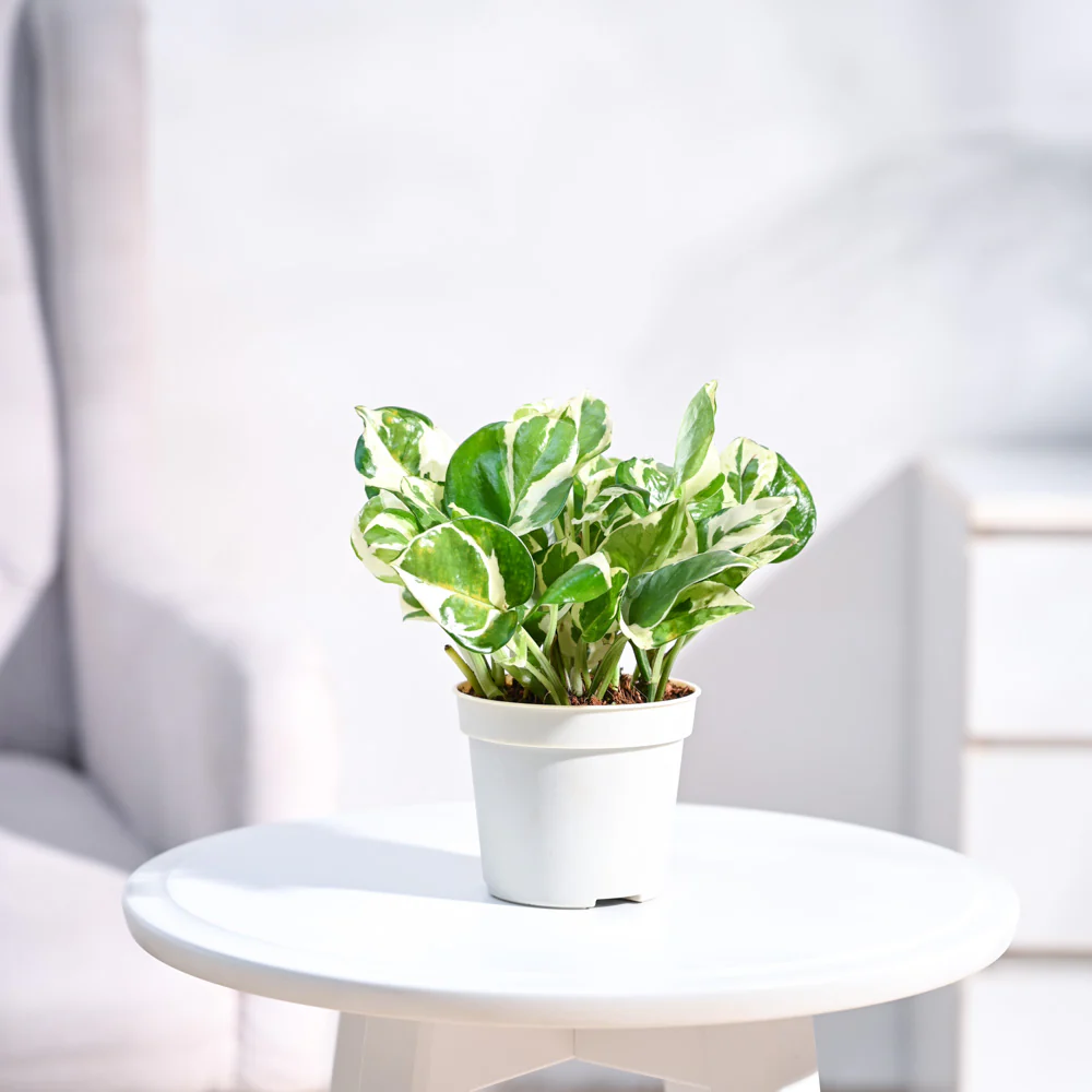 Money Plant N'Joy - Image 3