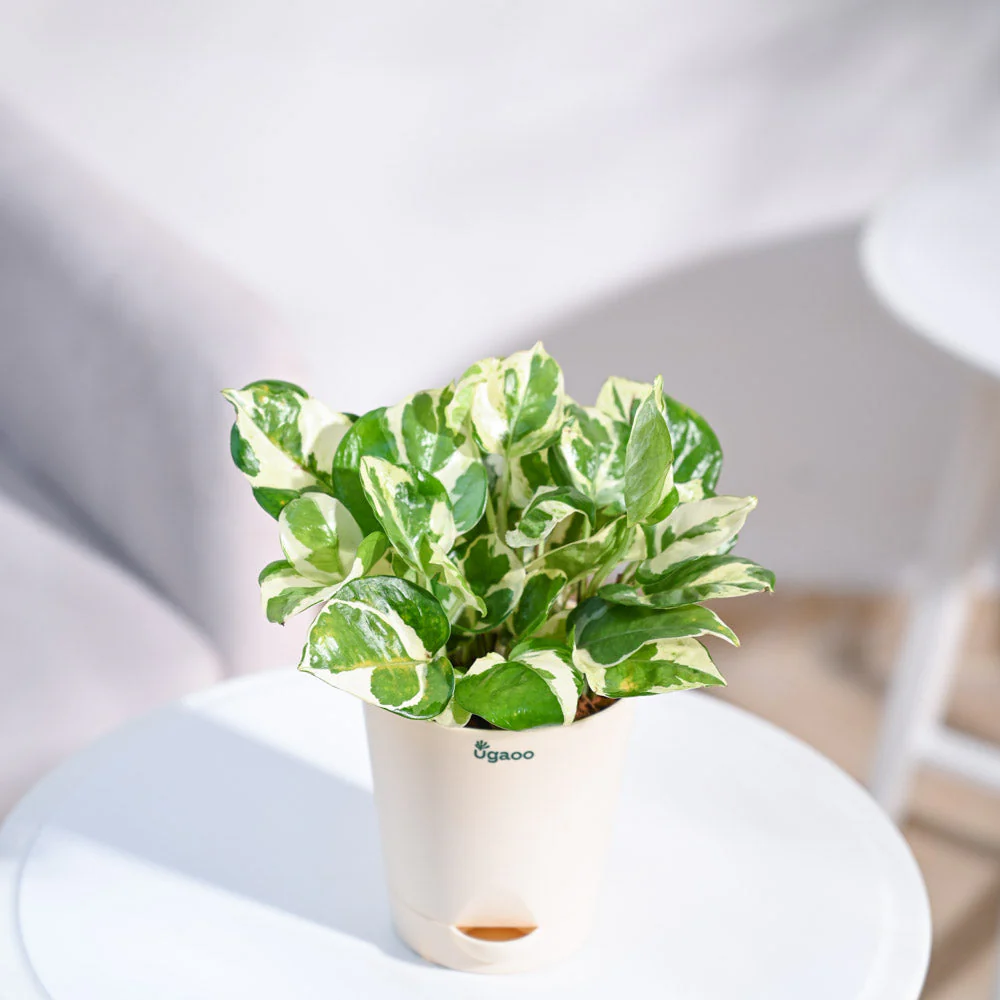 Money Plant N'Joy - Image 30