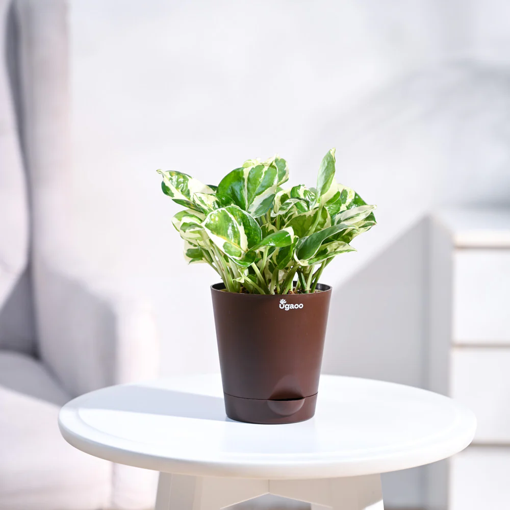 Money Plant N'Joy - Image 4