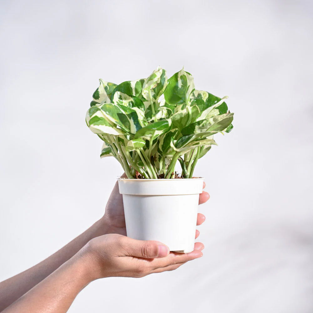 Money Plant N'Joy - Image 41