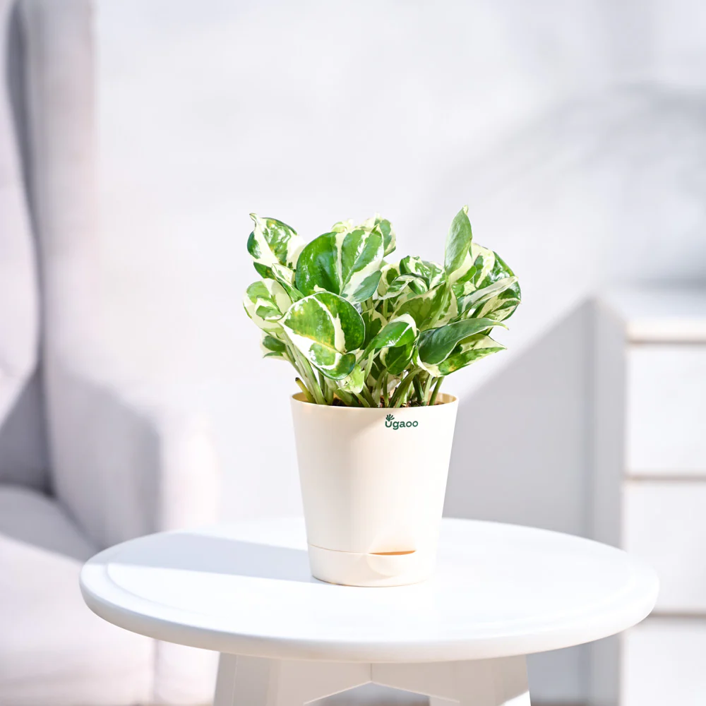 Money Plant N'Joy - Image 5