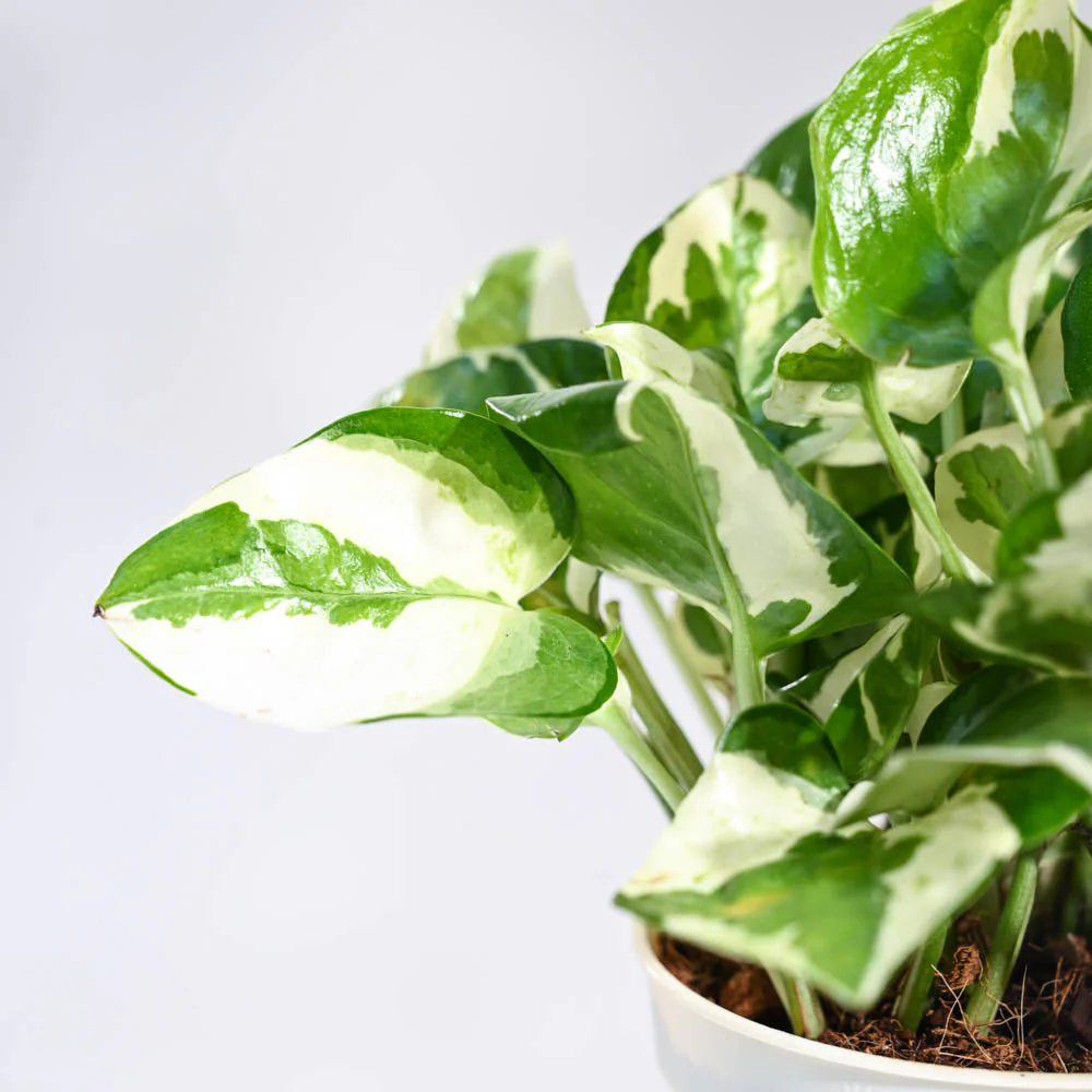 Money Plant N'Joy - Image 59