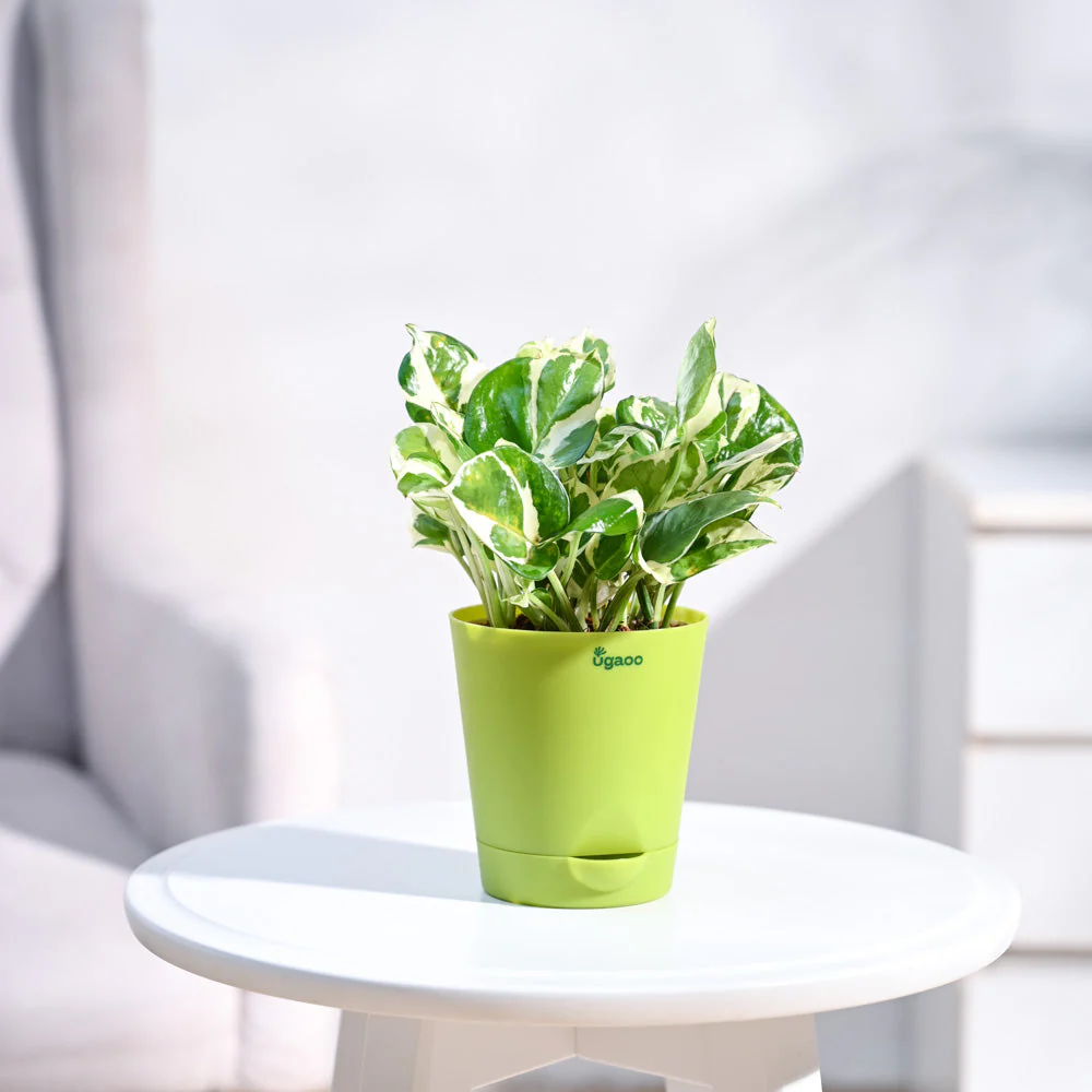 Money Plant N'Joy - Image 6