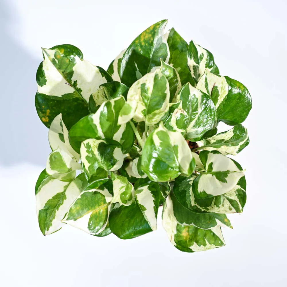 Money Plant N'Joy - Image 64