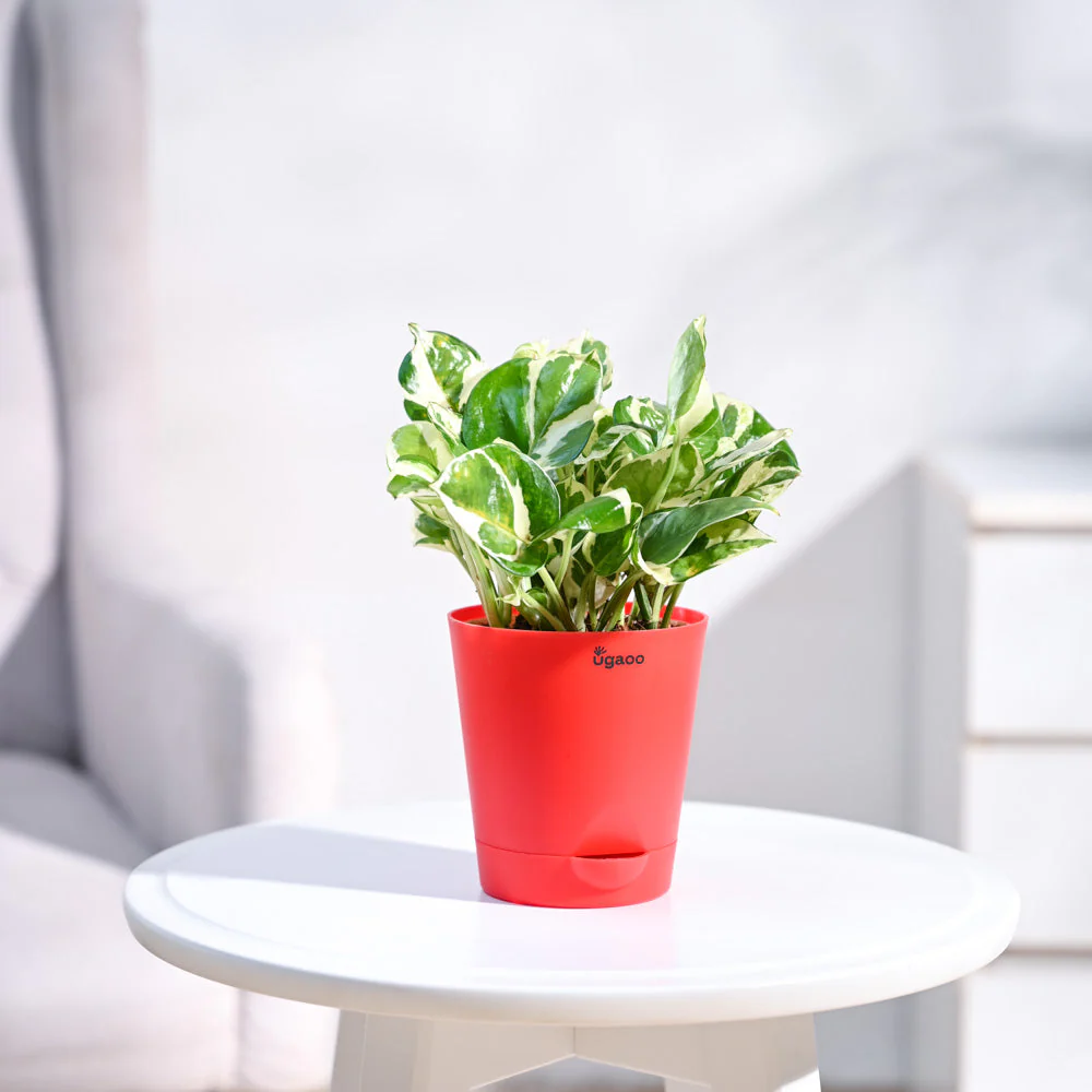 Money Plant N'Joy - Image 7