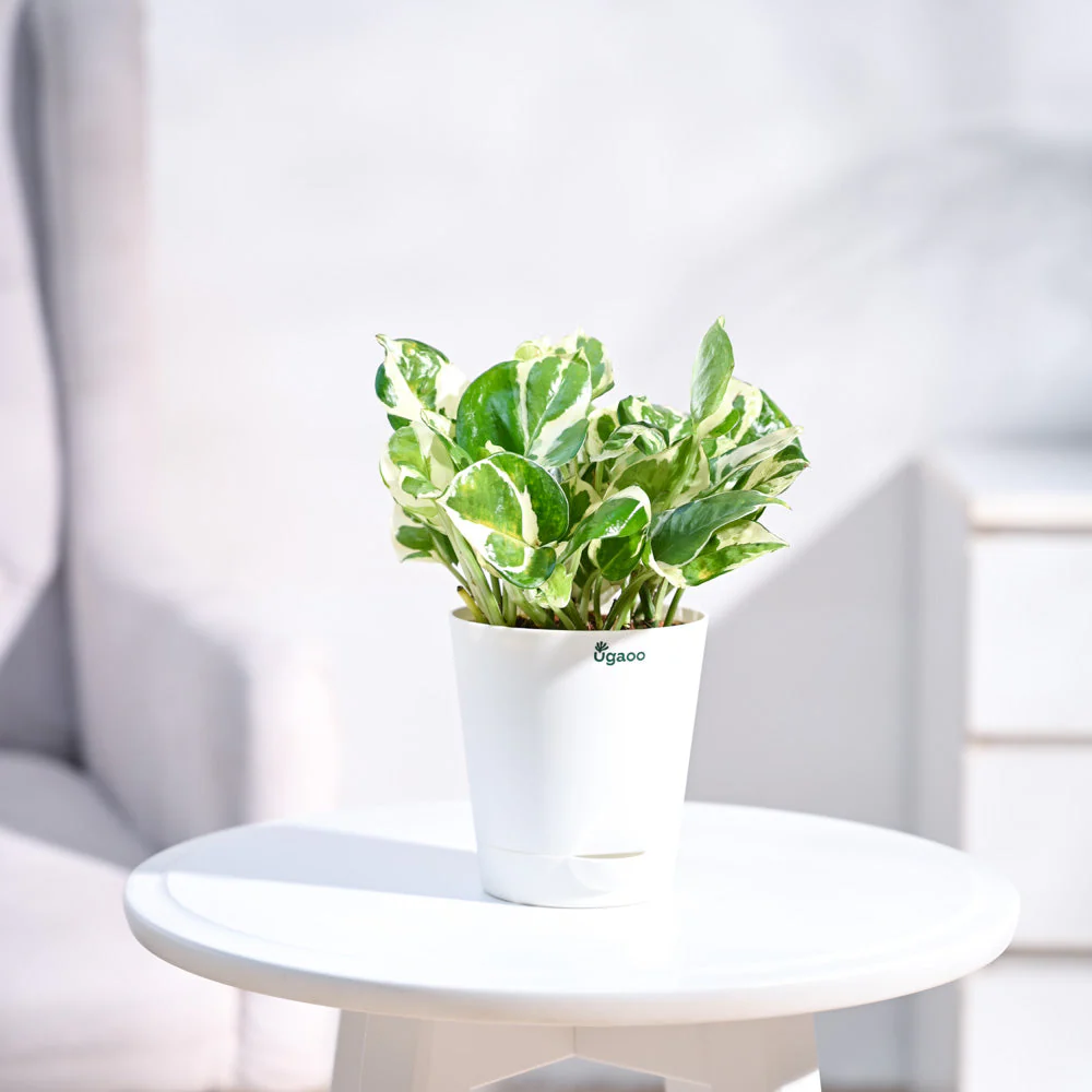 Money Plant N'Joy - Image 8