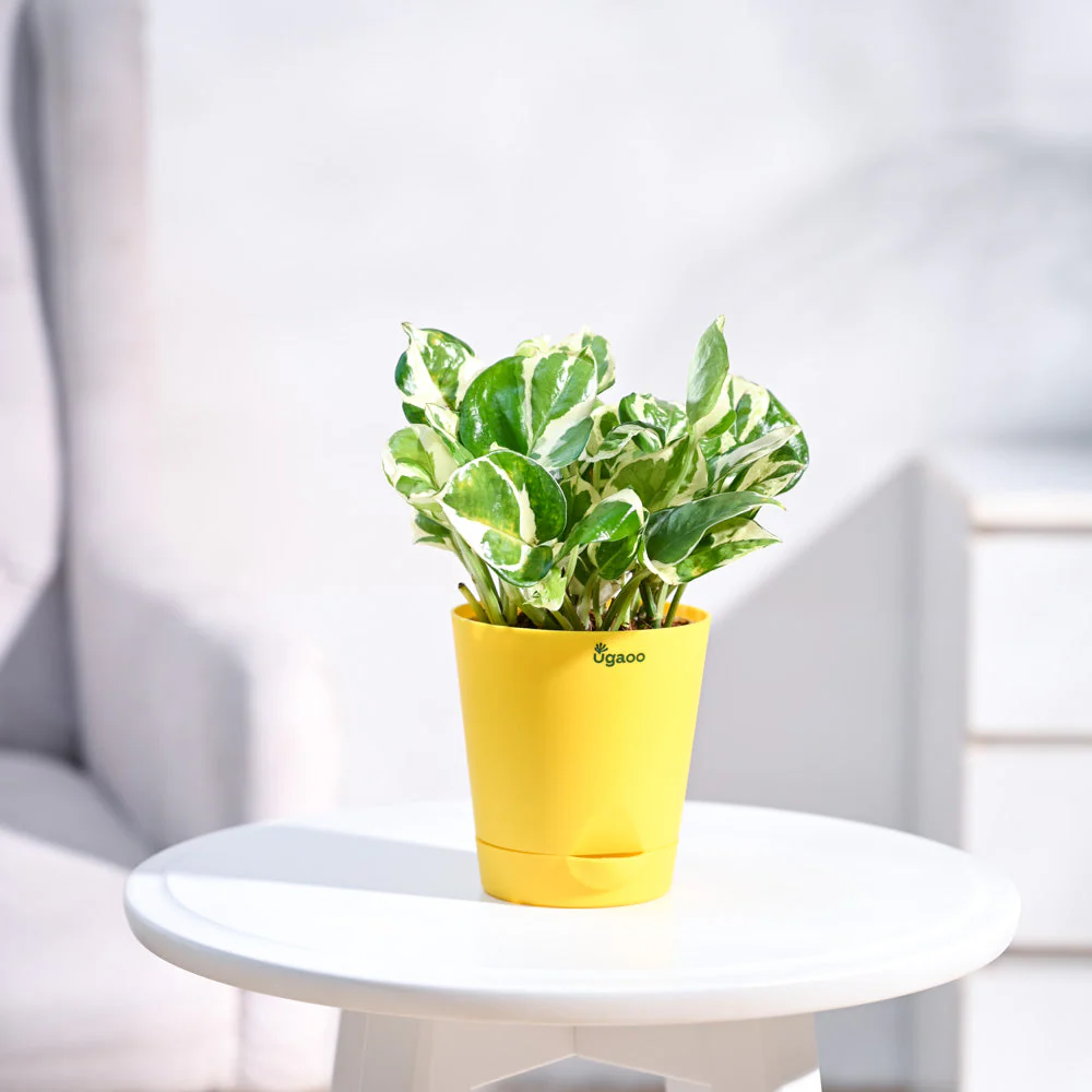 Money Plant N'Joy - Image 9