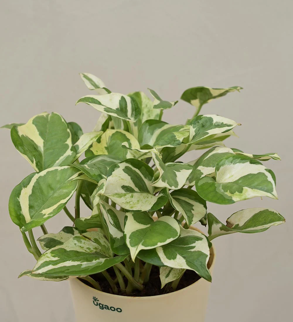 Money Plant N'Joy Corporate Gift Hamper - Image 3