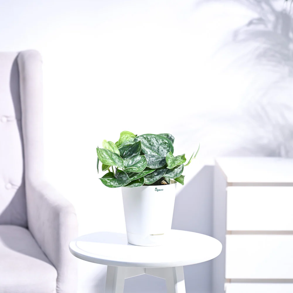Money Plant Satin - Image 11
