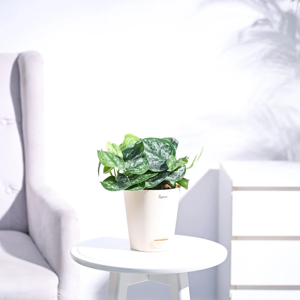 Money Plant Satin - Image 15