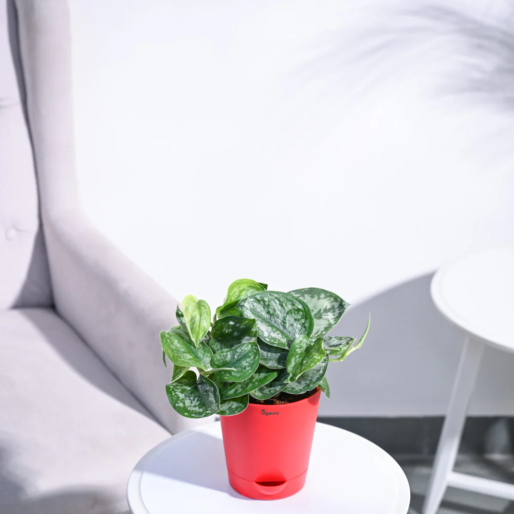 Money Plant Satin - Image 18