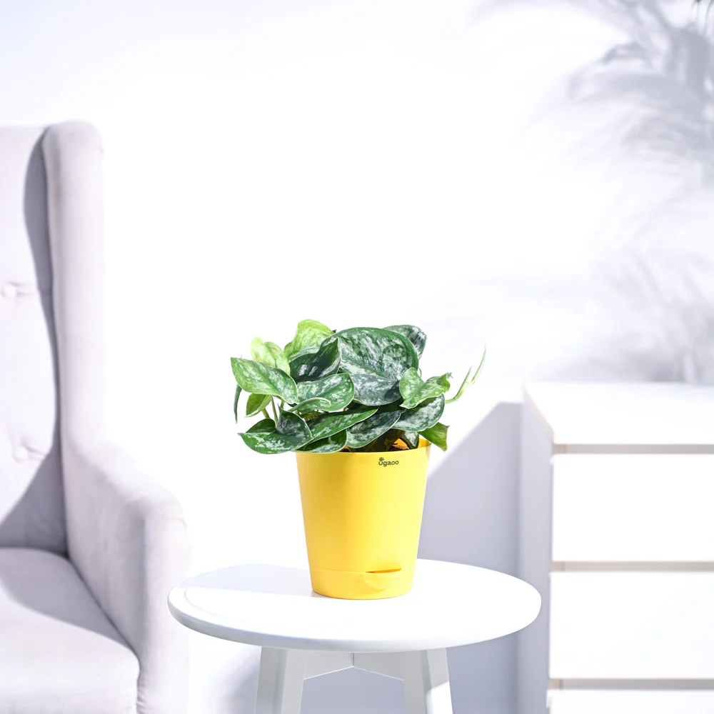 Money Plant Satin - Image 19