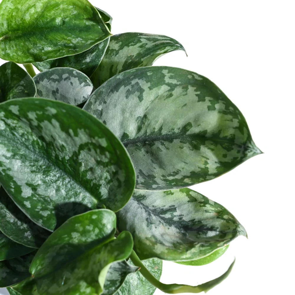 Money Plant Satin - Image 20