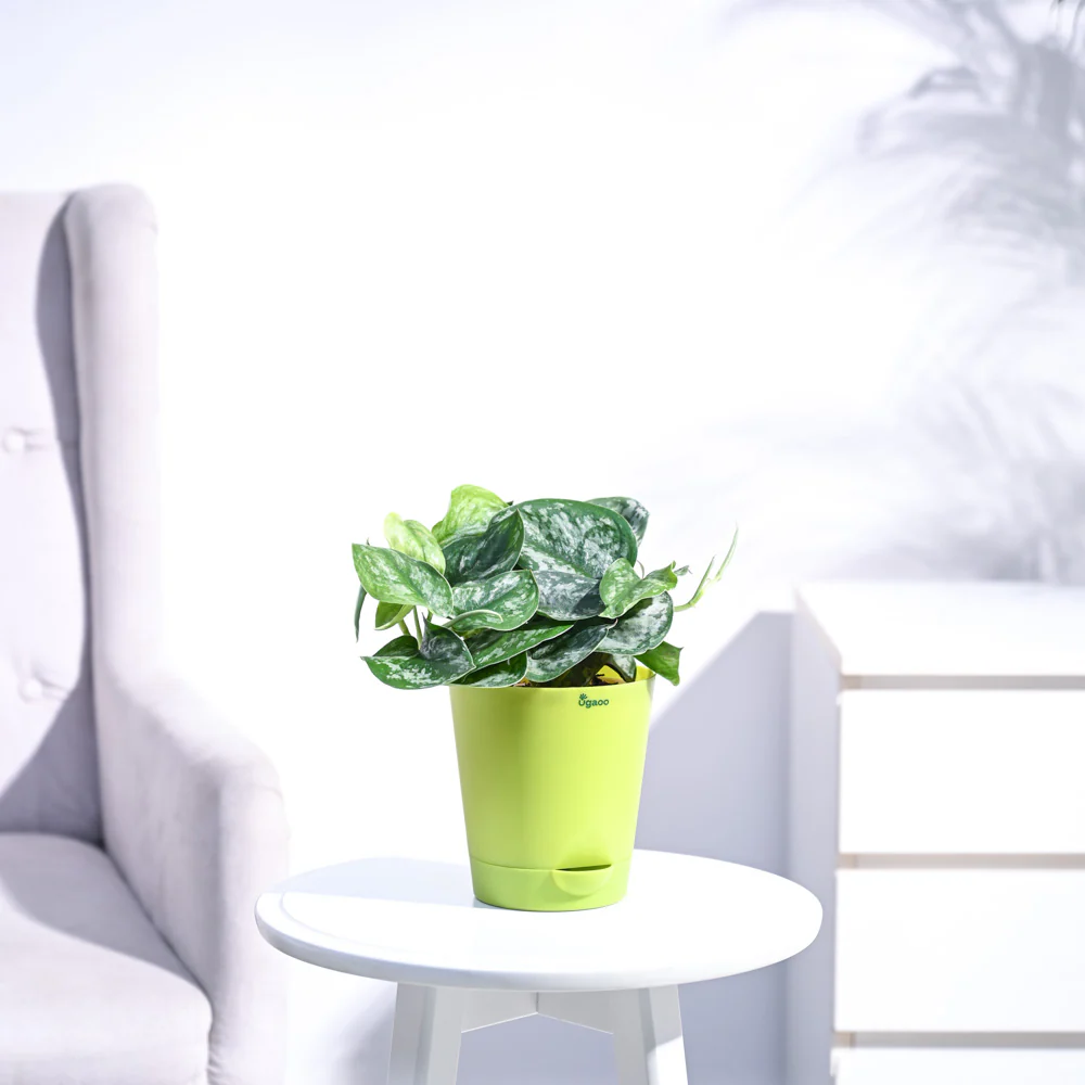 Money Plant Satin - Image 23