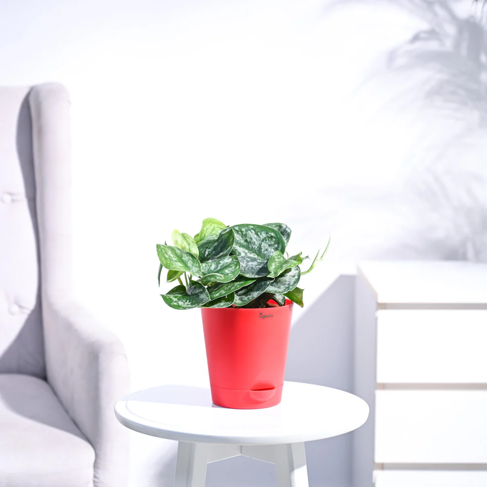 Money Plant Satin - Image 27