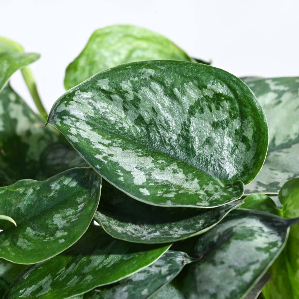 Money Plant Satin - Image 28