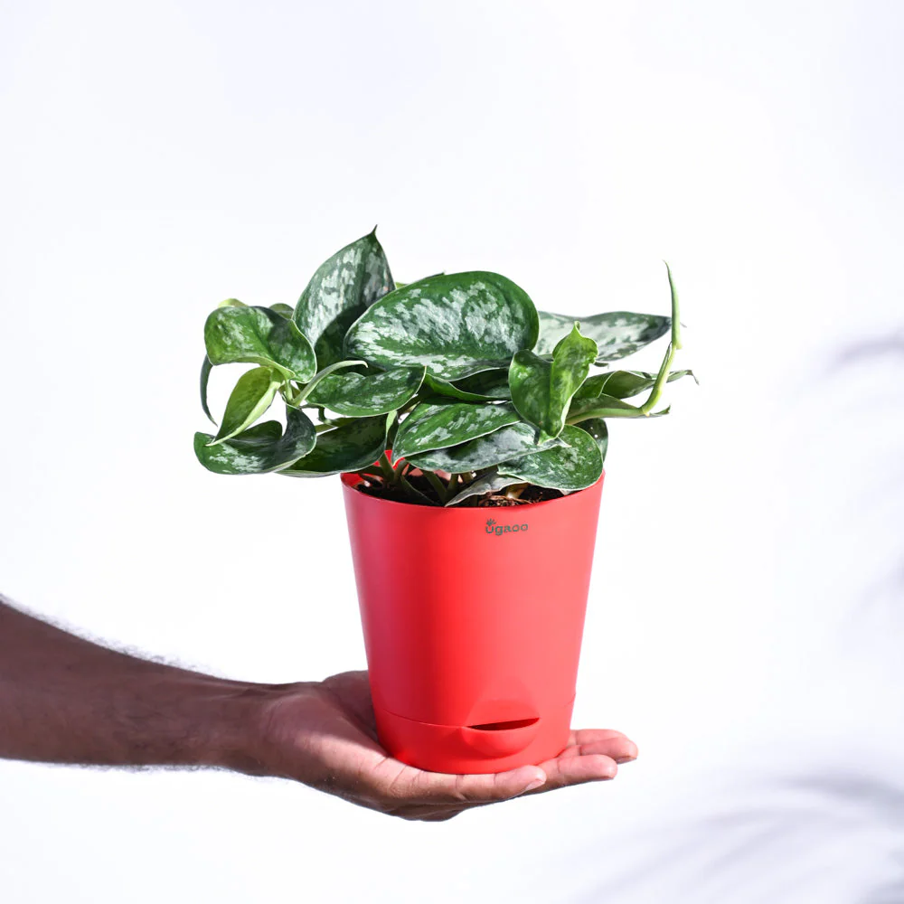 Money Plant Satin - Image 29