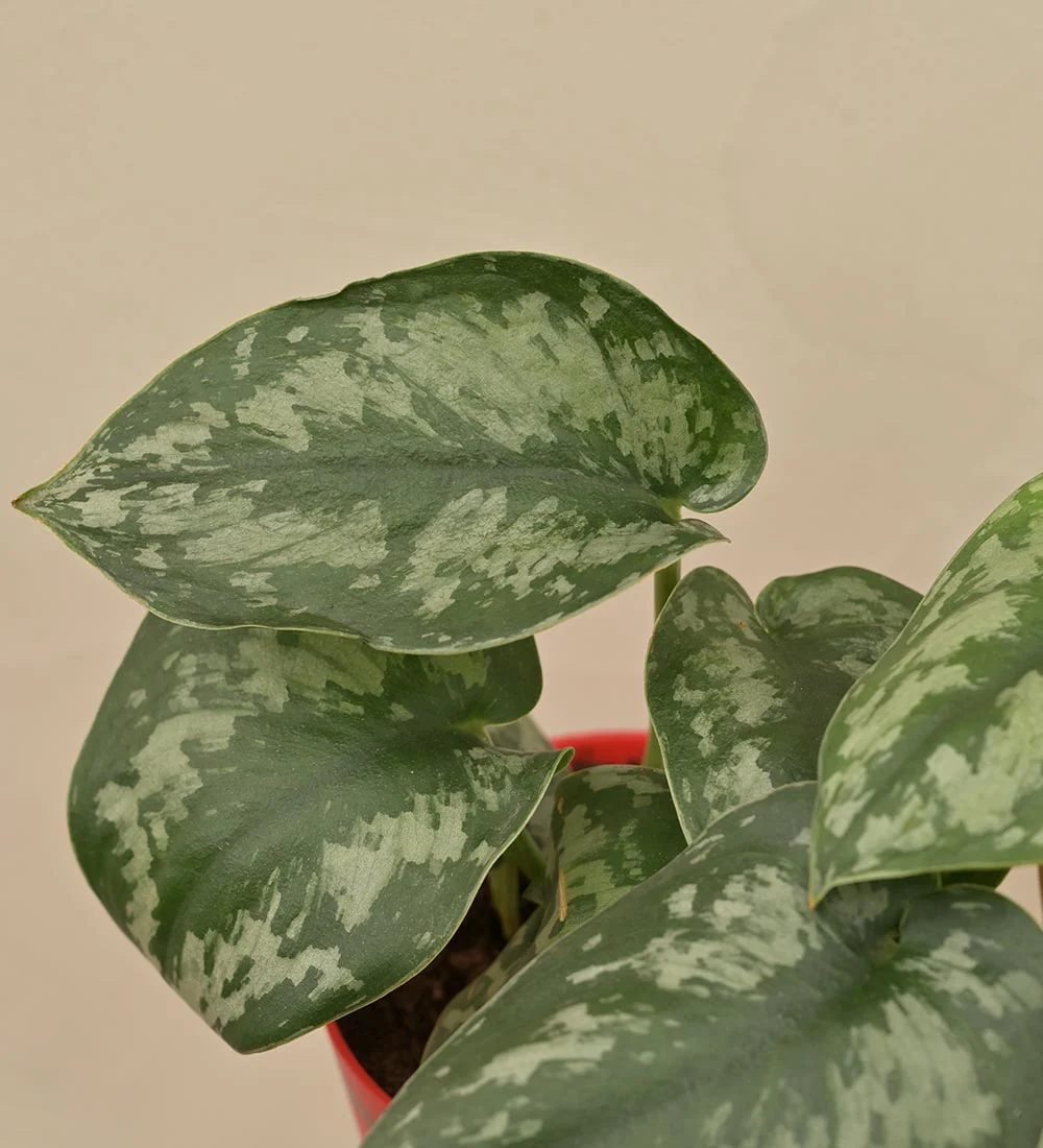 Money Plant Satin - Image 3