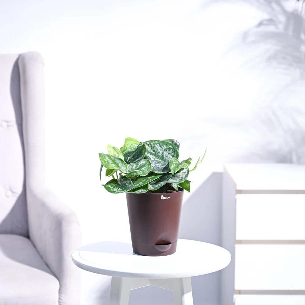Money Plant Satin - Image 31