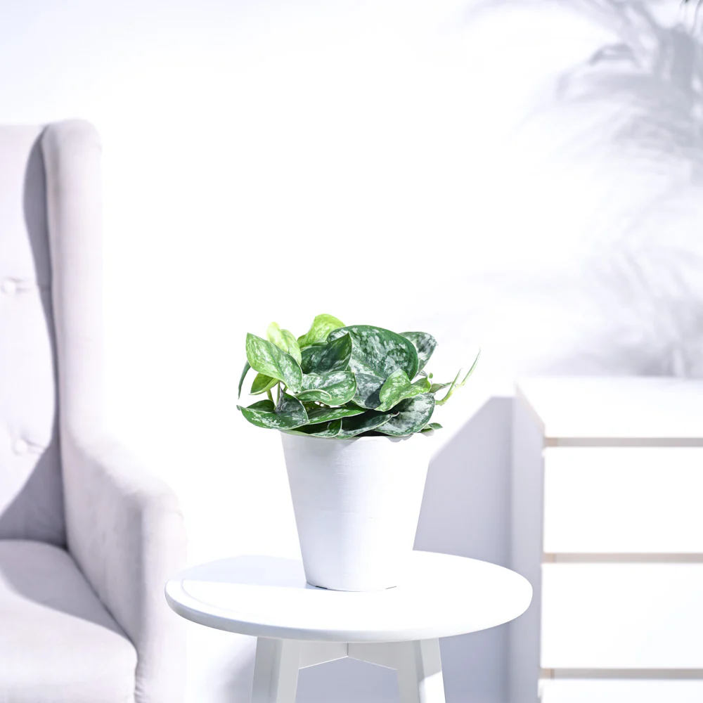 Money Plant Satin - Image 35