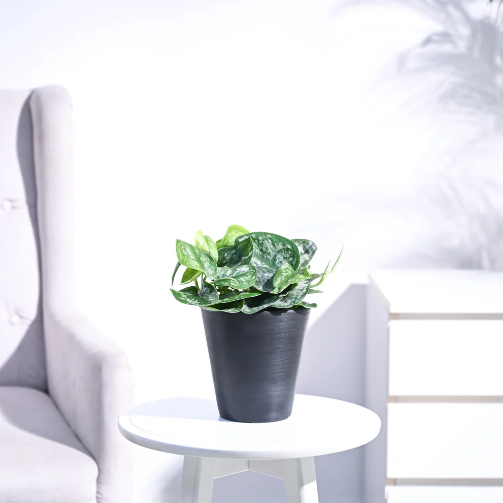 Money Plant Satin - Image 39