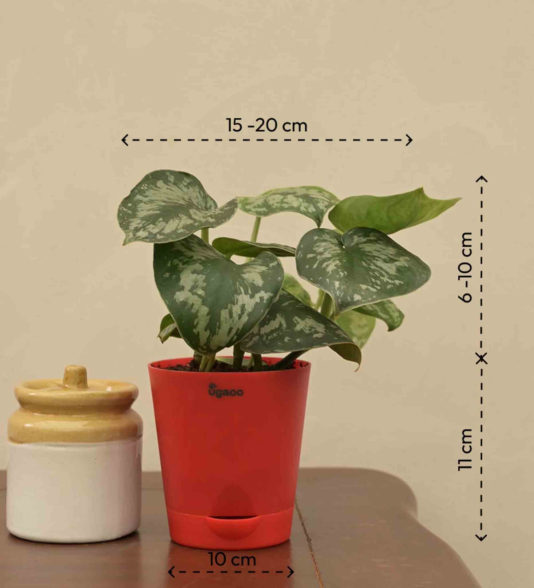 Money Plant Satin - Image 4
